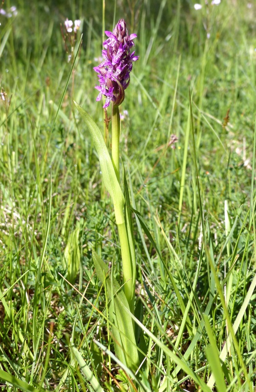 Il lago di Campotosto, orchidee, maltempo eschiarite! maggio/giugno 2023.